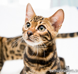 marbled Bengal Züchter